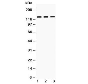 Nephrin Antibody
