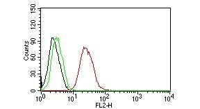Estrogen Receptor beta Antibody