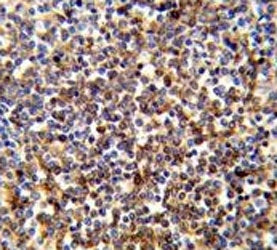 IHC testing of FFPE human spleen tissue with COTL1 antibody. HIER: steam section in pH6 citrate buff