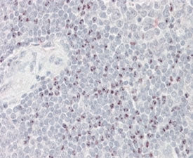 BAT3 Antibody