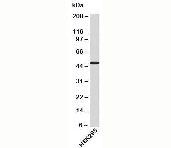Western blot testing of human samples with ATG4B antibody at 4ug/ml.