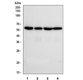 IRF3 Antibody