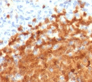 IHC testing of FFPE human spleen with BOB-1 antibody (clone PD2AF1-1). HIER: boil tissue sections in