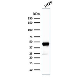 Western blot testing of human HT29 cell lysate with Cytokeratin 20 antibody (clone SPM140). Predicte