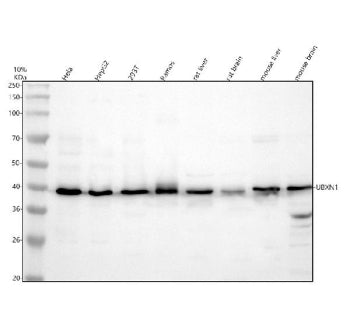 UBXN1 Antibody / UBX domain-containing protein 1, 100ug