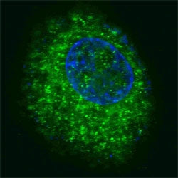 Fluorescent confocal image of HepG2 cells stained with HGFR antibody. HGFR is localized to the cytop