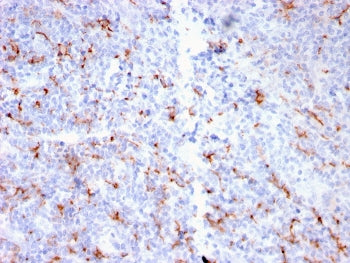 IHC staining of FFPE human tonsil with recombinant S100A9 + Calprotectin antibody (clone MAC3157R). 