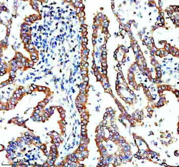 Immunohistochemical staining of TMEM173/STING using anti-STING1 antibody. TMEM173/STING was detected