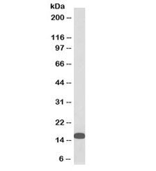 Western blot testing of human U937 cell lysate with biotinylated FLAP antibody at 0.3ug/ml. Predicte