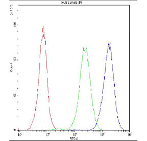 Flow cytometry testing of fixed and permeabilized human Jurkat cells with NFAT2 antibody at 1ug/10^6