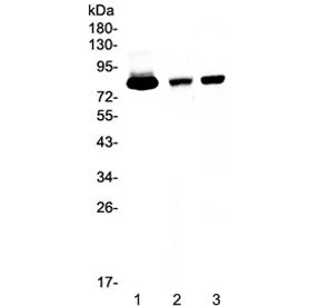 Western blot testing of 1) human placenta, 2) rat spleen and 3) mouse spleen tissue lysate with Lact
