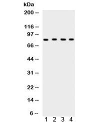 Ku80 Antibody