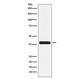 Western blot testing of human K562 cell lysate with Glycophorin C antibody. Predicted molecular weig