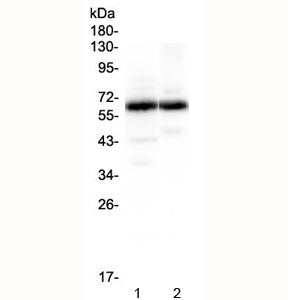 Western blot testing of 1) rat brain and 2) mouse brain lysate with SYT1 antibody at 0.5ug/ml. Expec