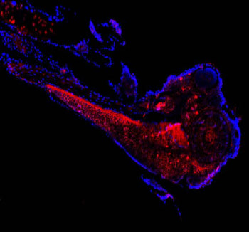 Immunofluorescent analysis of Cct3 protein using Zebrafish Cct3 antibody (red) and DAPI nuclear stai