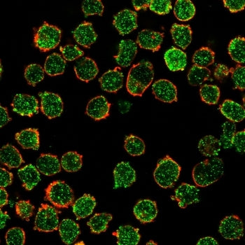 Immunofluorescent staining of PFA-fixed K562 cells stained with CREB5 antibody (green, clone PCRP-CR
