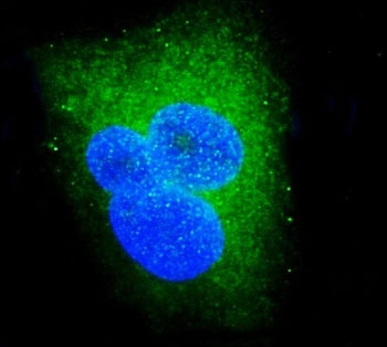Immunofluorescent staining of FFPE human A549 cells with DDX6 antibody (green) and DAPI nuclear stai