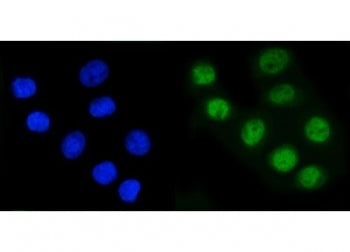 Rad21 Antibody