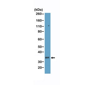 CD8a Antibody