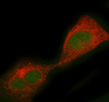 Immunofluorescent staining of PCBD1 using anti-PCBD1 antibody (green) and anti-Beta Tubulin antibody
