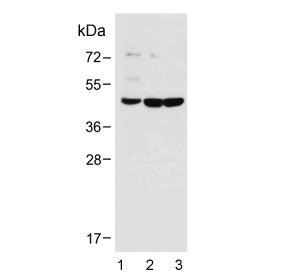 DUSP6 Antibody