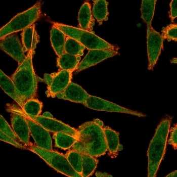 Immunofluorescent staining of PFA-fixed human HeLa cells using MXI1 antibody (green, clone PCRP-MXI1