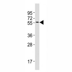 MITF Antibody