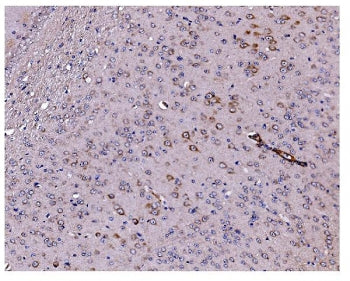 Caspase-9 Antibody