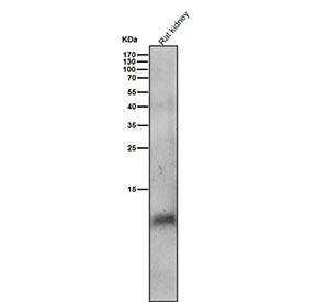 Rat kidney tissue lysate tested with the Phospho-Phospholamban (S16) antibody at 1:2000 dilution for