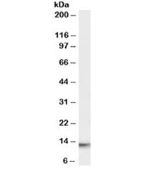 Western blot testing of human thymus lysate with MIF antibody at 0.01ug/ml. Predicted molecular weig