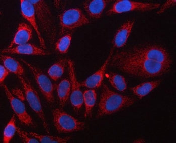 Immunofluorescent staining of FFPE human HeLa cells with EF-Tu antibody (red) and DAPI nuclear stain