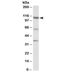 CP110 Antibody