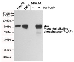 Alkaline phosphatase Antibody (placental)