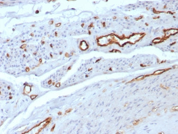CD31 Antibody / PECAM-1