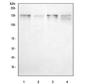 Western blot testing of 1) human HepG2, 2) human K562, 3) rat C6 and 4) mouse NIH 3T3 cell lysate wi