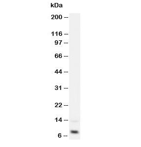 Western blot testing of IGF-1 antibody and recombinant human protein 2.5ng