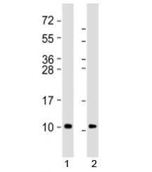 Western blot testing of 1) human brain lysate and 2) mouse brain lysate with GNG2 antibody at 1:8000