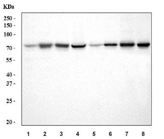 Western blot testing of 1) rat lung, 2) rat liver, 3) rat heart, 4) rat C6, 5) mouse lung, 6) mouse 