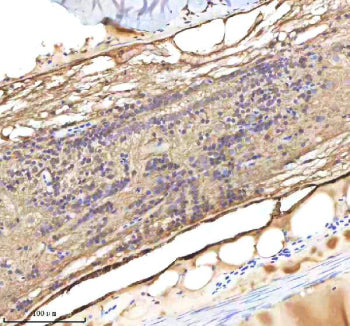 IHC staining of FFPE zebrafish spinal cord tissue with Danre Lmo2 antibody, HRP-labeled secondary an