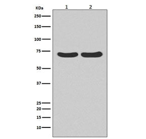 Western blot testing of 1) human HeLa and 2) rat C6 cell lysate with HSPA8 antibody. Predicted molec
