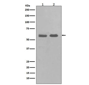 Western blot testing of 1) human K562 and 2) rat PC-12 cell lysate with CHK1 antibody. Predicted mol