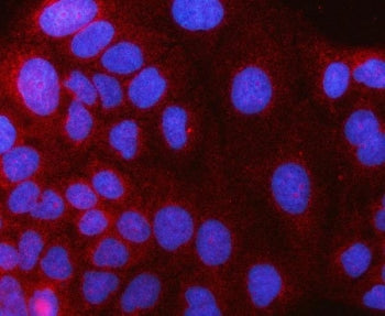 Immunofluorescent staining of FFPE human Caco-2 cells with HAAO antibody (red) and DAPI nuclear stai