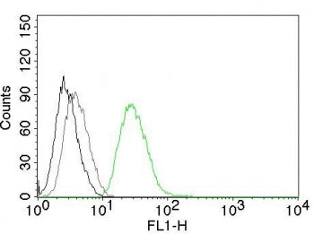 Ornithine Decarboxylase Antibody / ODC1