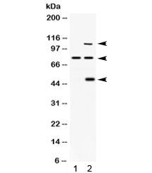 Western blot testing of 1) rat brain and 2) human 293 lysate with PACE4 antibody. Expected molecular
