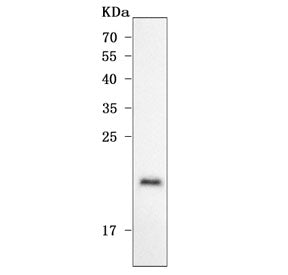 ODAPH Antibody / Odontogenesis associated phosphoprotein / C4orf26