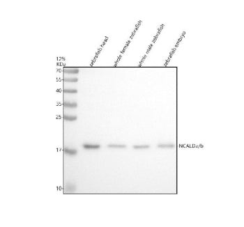 Western blot analysis of Ncalda/b protein using Ncald antibody and 1) zebrafish head 2) whole female