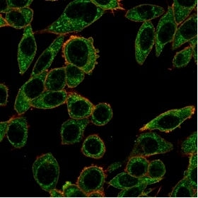 Immunofluorescent staining of PFA-fixed human HeLa cells using PRMT7 antibody (green, clone PCRP-PRMT7-1A7) and phalloidin (red).