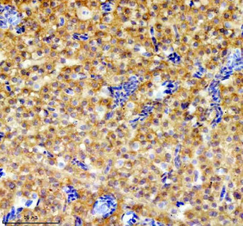 IHC staining of FFPE zebrafish liver tissue with Zebrafish Grpel1 antibody. HIER: boil tissue sectio