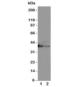 MBD1 Antibody