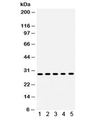 XBP1 Antibody